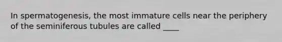 In spermatogenesis, the most immature cells near the periphery of the seminiferous tubules are called ____