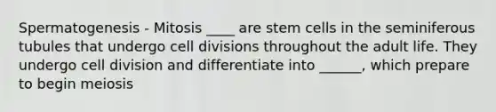 Spermatogenesis - Mitosis ____ are stem cells in the seminiferous tubules that undergo cell divisions throughout the adult life. They undergo cell division and differentiate into ______, which prepare to begin meiosis