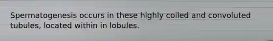 Spermatogenesis occurs in these highly coiled and convoluted tubules, located within in lobules.