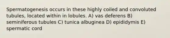 Spermatogenesis occurs in these highly coiled and convoluted tubules, located within in lobules. A) vas deferens B) seminiferous tubules C) tunica albuginea D) epididymis E) spermatic cord