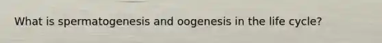 What is spermatogenesis and oogenesis in the life cycle?