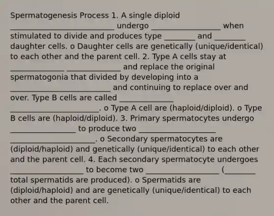 Spermatogenesis Process 1. A single diploid ___________________________ undergo __________________ when stimulated to divide and produces type ________ and ________ daughter cells. o Daughter cells are genetically (unique/identical) to each other and the parent cell. 2. Type A cells stay at ______________ ______________ and replace the original spermatogonia that divided by developing into a __________________________ and continuing to replace over and over. Type B cells are called ______________ _______________________. o Type A cell are (haploid/diploid). o Type B cells are (haploid/diploid). 3. Primary spermatocytes undergo _________________ to produce two ____________________ ______________________. o Secondary spermatocytes are (diploid/haploid) and genetically (unique/identical) to each other and the parent cell. 4. Each secondary spermatocyte undergoes ___________________ to become two ___________________ (________ total spermatids are produced). o Spermatids are (diploid/haploid) and are genetically (unique/identical) to each other and the parent cell.