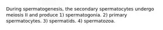 During spermatogenesis, the secondary spermatocytes undergo meiosis II and produce 1) spermatogonia. 2) primary spermatocytes. 3) spermatids. 4) spermatozoa.