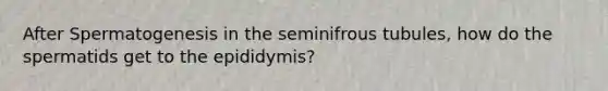 After Spermatogenesis in the seminifrous tubules, how do the spermatids get to the epididymis?