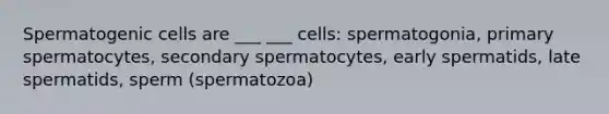 Spermatogenic cells are ___ ___ cells: spermatogonia, primary spermatocytes, secondary spermatocytes, early spermatids, late spermatids, sperm (spermatozoa)