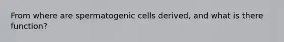 From where are spermatogenic cells derived, and what is there function?