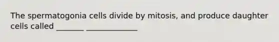 The spermatogonia cells divide by mitosis, and produce daughter cells called _______ _____________