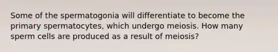 Some of the spermatogonia will differentiate to become the primary spermatocytes, which undergo meiosis. How many sperm cells are produced as a result of meiosis?