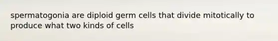 spermatogonia are diploid germ cells that divide mitotically to produce what two kinds of cells