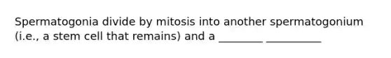 Spermatogonia divide by mitosis into another spermatogonium (i.e., a stem cell that remains) and a ________ __________