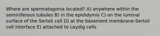 Where are spermatogonia located? A) anywhere within the seminiferous tubules B) in the epididymis C) on the luminal surface of the Sertoli cell D) at the basement membrane-Sertoli cell interface E) attached to Leydig cells