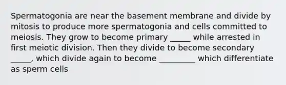 Spermatogonia are near the basement membrane and divide by mitosis to produce more spermatogonia and cells committed to meiosis. They grow to become primary _____ while arrested in first meiotic division. Then they divide to become secondary _____, which divide again to become _________ which differentiate as sperm cells