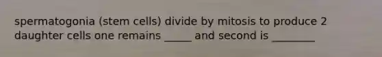 spermatogonia (stem cells) divide by mitosis to produce 2 daughter cells one remains _____ and second is ________