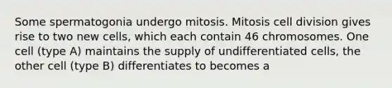 Some spermatogonia undergo mitosis. Mitosis cell division gives rise to two new cells, which each contain 46 chromosomes. One cell (type A) maintains the supply of undifferentiated cells, the other cell (type B) differentiates to becomes a