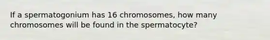 If a spermatogonium has 16 chromosomes, how many chromosomes will be found in the spermatocyte?