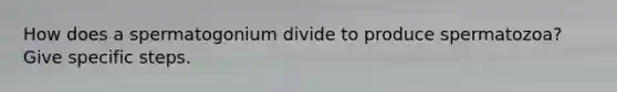How does a spermatogonium divide to produce spermatozoa? Give specific steps.