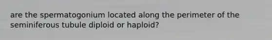 are the spermatogonium located along the perimeter of the seminiferous tubule diploid or haploid?