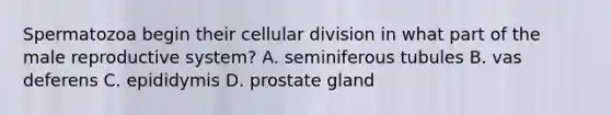 Spermatozoa begin their cellular division in what part of the male reproductive system? A. seminiferous tubules B. vas deferens C. epididymis D. prostate gland