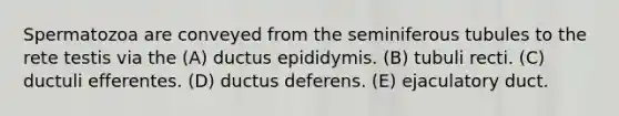 Spermatozoa are conveyed from the seminiferous tubules to the rete testis via the (A) ductus epididymis. (B) tubuli recti. (C) ductuli efferentes. (D) ductus deferens. (E) ejaculatory duct.