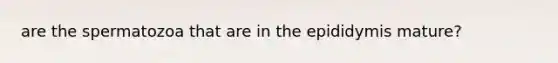 are the spermatozoa that are in the epididymis mature?