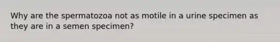 Why are the spermatozoa not as motile in a urine specimen as they are in a semen specimen?