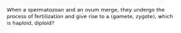 When a spermatozoan and an ovum merge, they undergo the process of fertilization and give rise to a (gamete, zygote), which is haploid, diploid?
