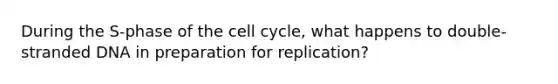 During the S-phase of the cell cycle, what happens to double-stranded DNA in preparation for replication?