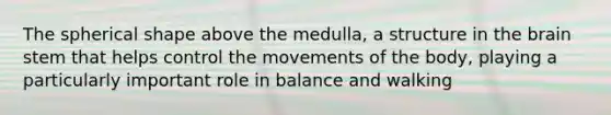 The spherical shape above the medulla, a structure in the brain stem that helps control the movements of the body, playing a particularly important role in balance and walking