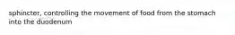 sphincter, controlling the movement of food from the stomach into the duodenum