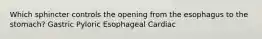 Which sphincter controls the opening from the esophagus to the stomach? Gastric Pyloric Esophageal Cardiac