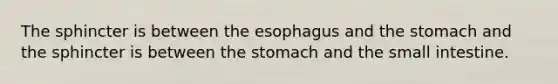 The sphincter is between <a href='https://www.questionai.com/knowledge/kSjVhaa9qF-the-esophagus' class='anchor-knowledge'>the esophagus</a> and <a href='https://www.questionai.com/knowledge/kLccSGjkt8-the-stomach' class='anchor-knowledge'>the stomach</a> and the sphincter is between the stomach and <a href='https://www.questionai.com/knowledge/kt623fh5xn-the-small-intestine' class='anchor-knowledge'>the small intestine</a>.