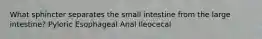 What sphincter separates the small intestine from the large intestine? Pyloric Esophageal Anal Ileocecal