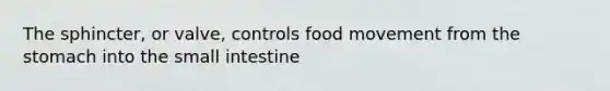 The sphincter, or valve, controls food movement from the stomach into the small intestine