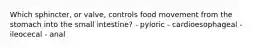 Which sphincter, or valve, controls food movement from the stomach into the small intestine? - pyloric - cardioesophageal - ileocecal - anal