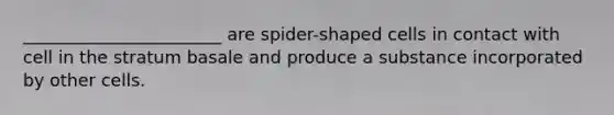 _______________________ are spider-shaped cells in contact with cell in the stratum basale and produce a substance incorporated by other cells.