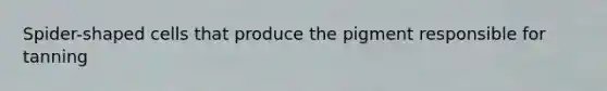 Spider-shaped cells that produce the pigment responsible for tanning