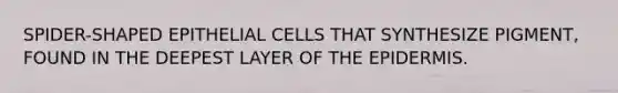 SPIDER-SHAPED EPITHELIAL CELLS THAT SYNTHESIZE PIGMENT, FOUND IN THE DEEPEST LAYER OF THE EPIDERMIS.