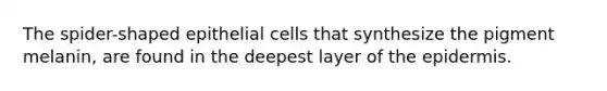 The spider-shaped epithelial cells that synthesize the pigment melanin, are found in the deepest layer of the epidermis.