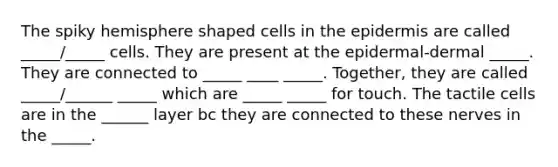 The spiky hemisphere shaped cells in <a href='https://www.questionai.com/knowledge/kBFgQMpq6s-the-epidermis' class='anchor-knowledge'>the epidermis</a> are called _____/_____ cells. They are present at the epidermal-dermal _____. They are connected to _____ ____ _____. Together, they are called _____/______ _____ which are _____ _____ for touch. The tactile cells are in the ______ layer bc they are connected to these nerves in the _____.