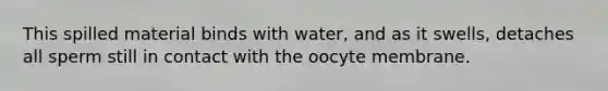 This spilled material binds with water, and as it swells, detaches all sperm still in contact with the oocyte membrane.