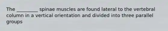 The _________ spinae muscles are found lateral to the vertebral column in a vertical orientation and divided into three parallel groups