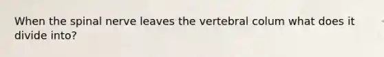 When the spinal nerve leaves the vertebral colum what does it divide into?