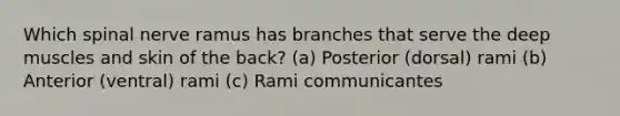 Which spinal nerve ramus has branches that serve the deep muscles and skin of the back? (a) Posterior (dorsal) rami (b) Anterior (ventral) rami (c) Rami communicantes