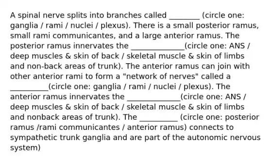 A spinal nerve splits into branches called ________ (circle one: ganglia / rami / nuclei / plexus). There is a small posterior ramus, small rami communicantes, and a large anterior ramus. The posterior ramus innervates the ______________(circle one: ANS / deep muscles & skin of back / skeletal muscle & skin of limbs and non-back areas of trunk). The anterior ramus can join with other anterior rami to form a "network of nerves" called a __________(circle one: ganglia / rami / nuclei / plexus). The anterior ramus innervates the ______________(circle one: ANS / deep muscles & skin of back / skeletal muscle & skin of limbs and nonback areas of trunk). The __________ (circle one: posterior ramus /rami communicantes / anterior ramus) connects to sympathetic trunk ganglia and are part of the autonomic nervous system)