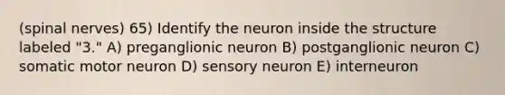 (spinal nerves) 65) Identify the neuron inside the structure labeled "3." A) preganglionic neuron B) postganglionic neuron C) somatic motor neuron D) sensory neuron E) interneuron