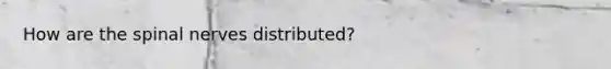 How are the spinal nerves distributed?