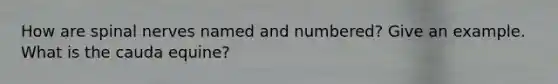 How are <a href='https://www.questionai.com/knowledge/kyBL1dWgAx-spinal-nerves' class='anchor-knowledge'>spinal nerves</a> named and numbered? Give an example. What is the cauda equine?