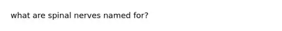 what are <a href='https://www.questionai.com/knowledge/kyBL1dWgAx-spinal-nerves' class='anchor-knowledge'>spinal nerves</a> named for?
