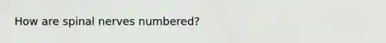 How are spinal nerves numbered?