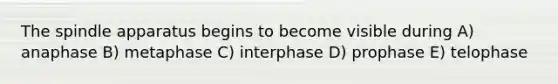 The spindle apparatus begins to become visible during A) anaphase B) metaphase C) interphase D) prophase E) telophase